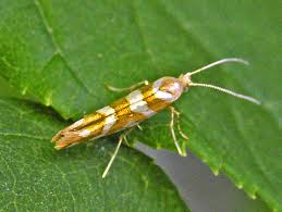 Attēlu rezultāti vaicājumam “Argyresthiidae”