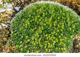 Attēlu rezultāti vaicājumam “Grimmia pulvinata”