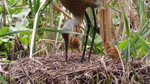 Attēlu rezultāti vaicājumam “Grus grus nest”