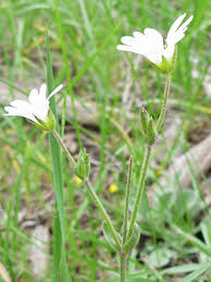 Attēlu rezultāti vaicājumam “Cerastium arvense flower”