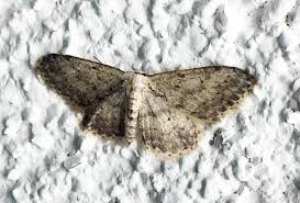 Attēlu rezultāti vaicājumam “Idaea seriata”