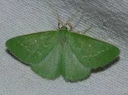 Attēlu rezultāti vaicājumam “Thetidia smaragdaria”