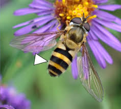 Attēlu rezultāti vaicājumam “Syrphus sp.”