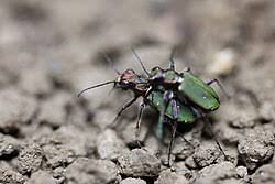 Attēlu rezultāti vaicājumam “Cicindela campestris imago”