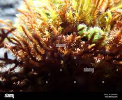 Attēlu rezultāti vaicājumam “Schistidium apocarpum macro”