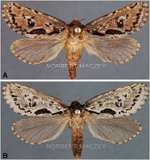 Attēlu rezultāti vaicājumam “Hepialus humuli male”