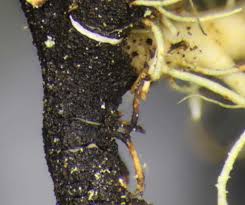 Attēlu rezultāti vaicājumam “Usnea subfloridana”