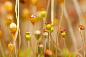 Attēlu rezultāti vaicājumam “Physcomitrium pyriforme”