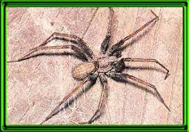 Attēlu rezultāti vaicājumam “Tegenaria sp.”