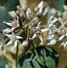 Attēlu rezultāti vaicājumam “Asclepiadaceae”