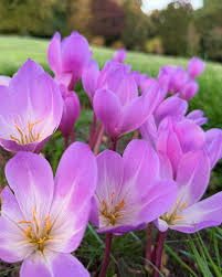 Attēlu rezultāti vaicājumam “Colchicum autumnale flower”