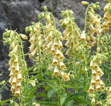 Image result for Digitalis grandiflora