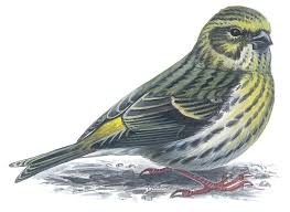 Image result for Serinus serinus