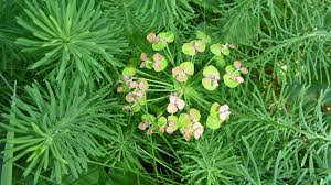 Attēlu rezultāti vaicājumam “Euphorbia cyparissias flower”