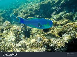 Image result for Chlorurus gibbus