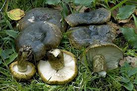 Attēlu rezultāti vaicājumam “Lactarius necator”