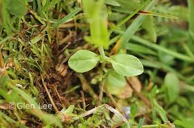 Attēlu rezultāti vaicājumam “Veronica serpyllifolia leaf”