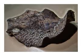 Attēlu rezultāti vaicājumam “Didymium bahiense stalked”