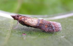 Attēlu rezultāti vaicājumam “Plodia interpunctella”