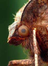 Attēlu rezultāti vaicājumam “Selenia dentaria”