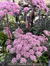 Attēlu rezultāti vaicājumam “Angelica sylvestris”