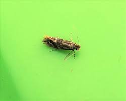 Attēlu rezultāti vaicājumam “Bucculatrix rhamniella”