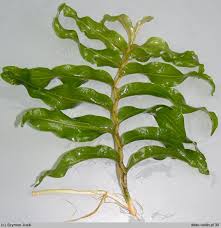 Attēlu rezultāti vaicājumam “Potamogeton praelongus”