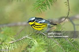 Image result for Dendroica magnolia