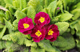 Attēlu rezultāti vaicājumam “Primula veris fruit”