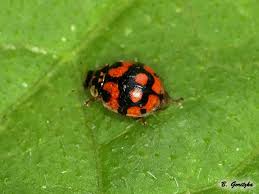 Attēlu rezultāti vaicājumam “Adalia decempunctata”