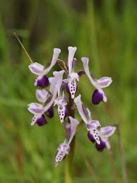 Attēlu rezultāti vaicājumam “Orchis morio”