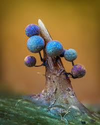 Attēlu rezultāti vaicājumam “Physarum leucopus”