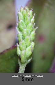 Attēlu rezultāti vaicājumam “Plantago major subsp. intermedia”