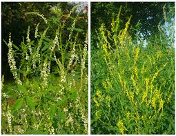 Attēlu rezultāti vaicājumam “Melilotus officinalis leaf”