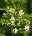<b>Apium graveolens</b>