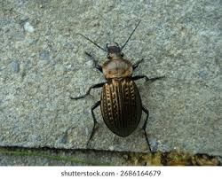 Attēlu rezultāti vaicājumam “Carabus cancellatus”