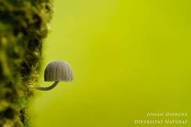 Attēlu rezultāti vaicājumam “Mycena pseudocorticola”
