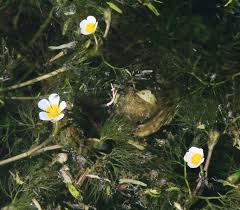 Attēlu rezultāti vaicājumam “Batrachium”