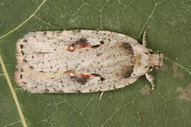 Attēlu rezultāti vaicājumam “Agonopterix ocellana”
