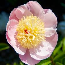 Attēlu rezultāti vaicājumam “Paeonia lactiflora flower”