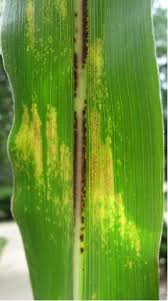 Attēlu rezultāti vaicājumam “Diderma radiatum stalked”