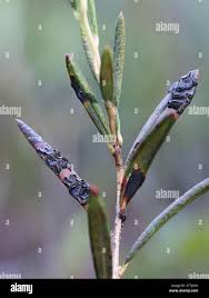 Attēlu rezultāti vaicājumam “Andromeda polifolia leaf”