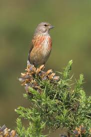 Attēlu rezultāti vaicājumam “Carduelis cannabina adult”
