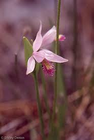 Attēlu rezultāti vaicājumam “Ophiotheca sp.”