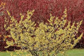 Attēlu rezultāti vaicājumam “Hamamelis mollis”