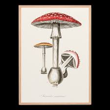 Attēlu rezultāti vaicājumam “Amanita muscaria”