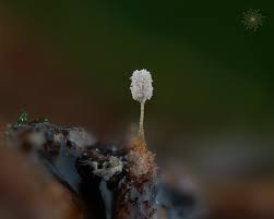 Attēlu rezultāti vaicājumam “Arcyria cinerea spores”