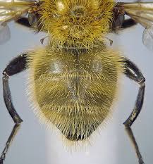 Attēlu rezultāti vaicājumam “Arctophila superbiens”