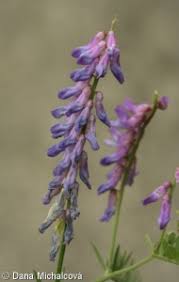 Attēlu rezultāti vaicājumam “Vicia cracca fruit”