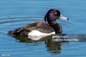 Attēlu rezultāti vaicājumam “Aythya fuligula”